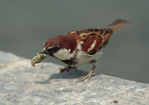 passero1.jpg