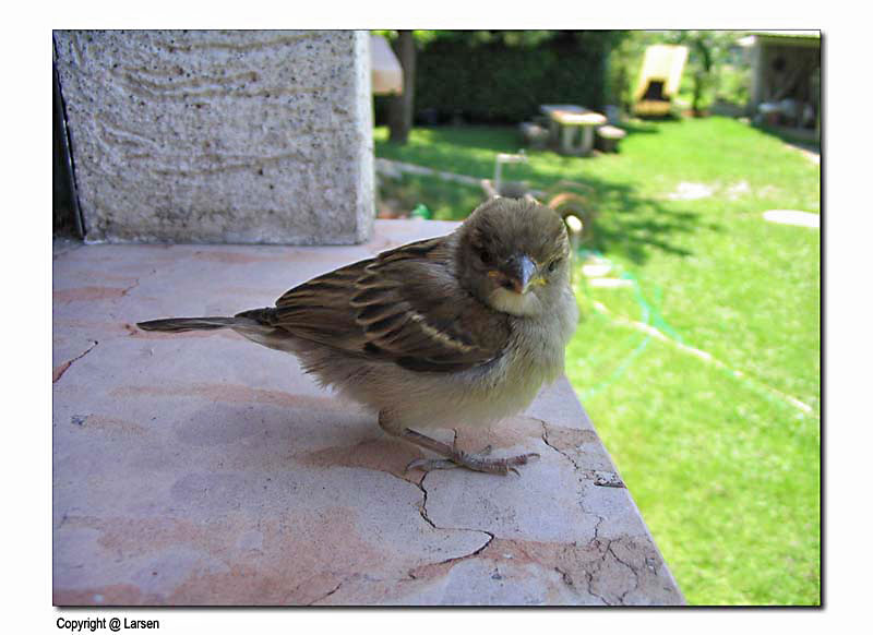 passero.jpg