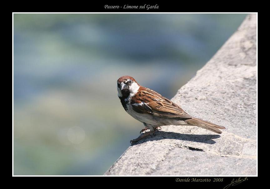 passero.JPG