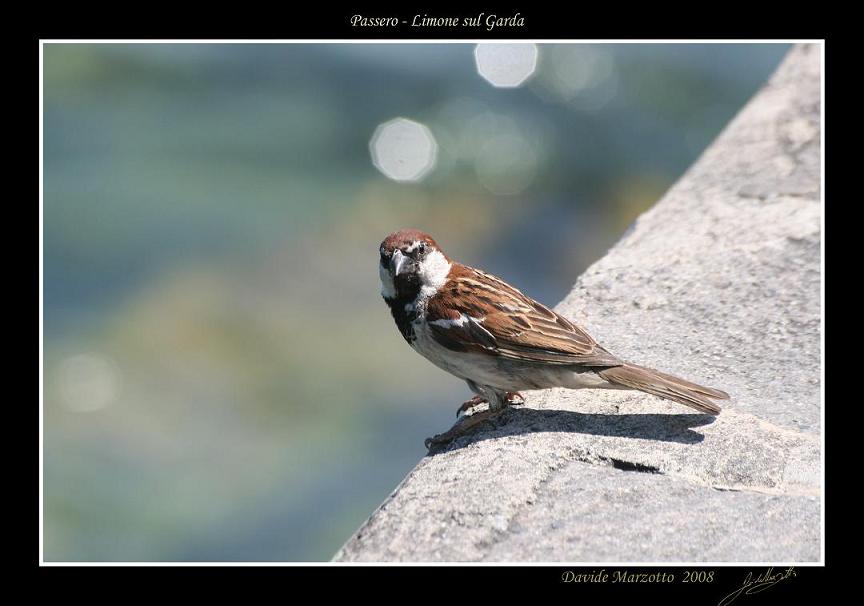 passero.JPG