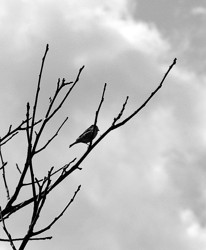 PasseroSolitario--2-.jpg