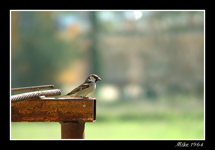 passerotto-little.jpg