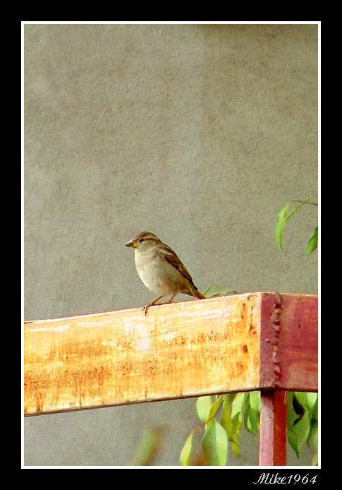 passerotto sul mio balcone2.jpg