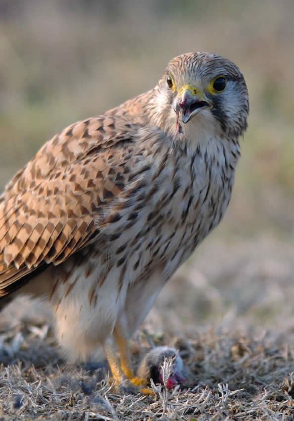 pasto2.jpg
