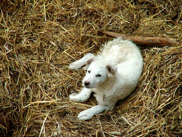 pastore-abruzzese.jpg
