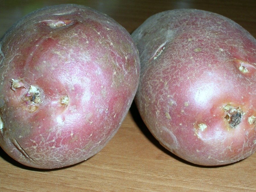 patata.jpg