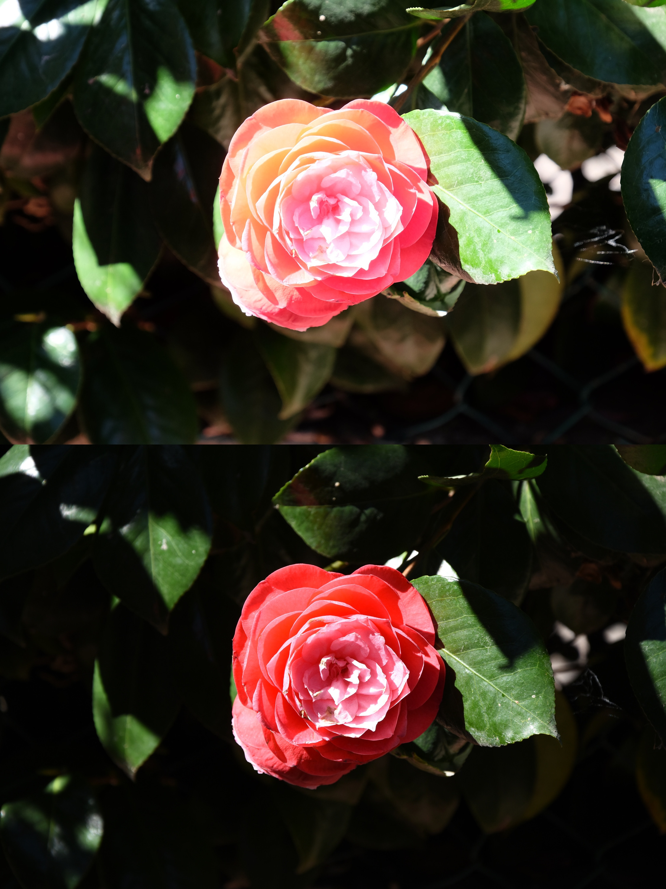 PATTERN 2.jpg
