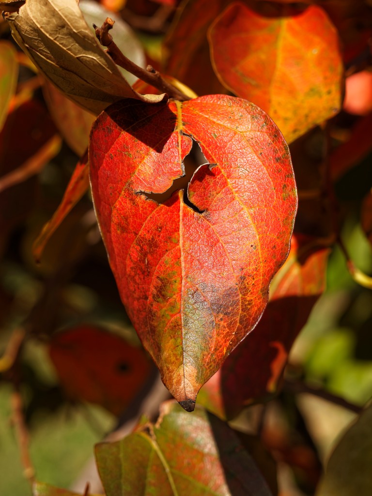PB102278_DXO.jpg