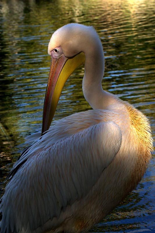 pellicano-modif.jpg