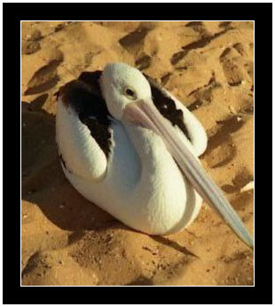 pellicano.jpg