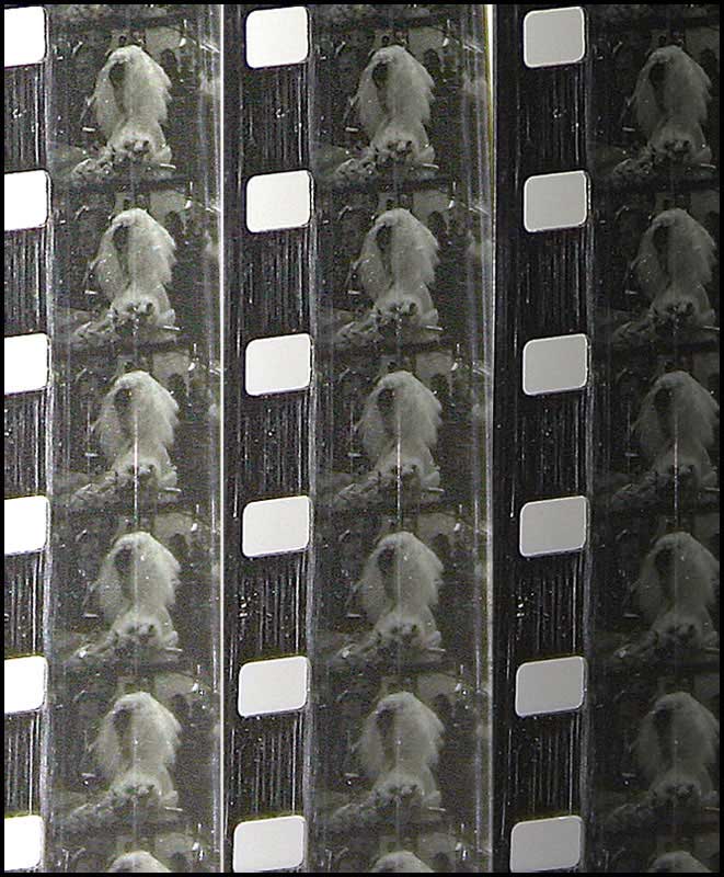pellicola6.jpg