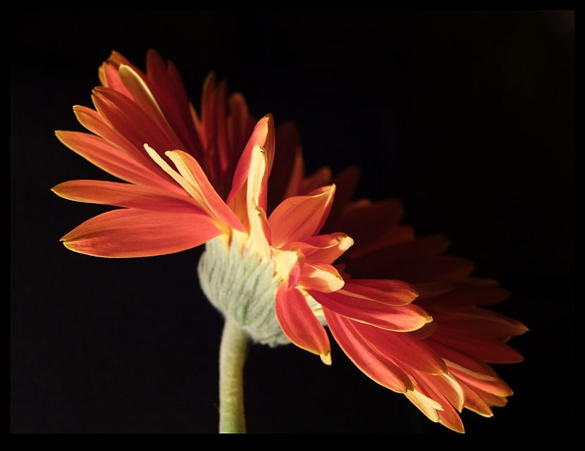 Penombra in Fiore.jpg