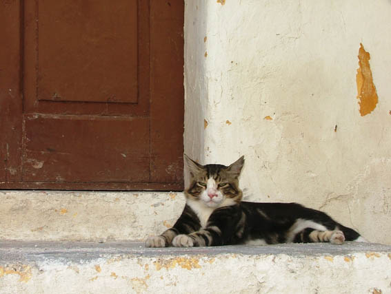 pensieri di gatto.jpg