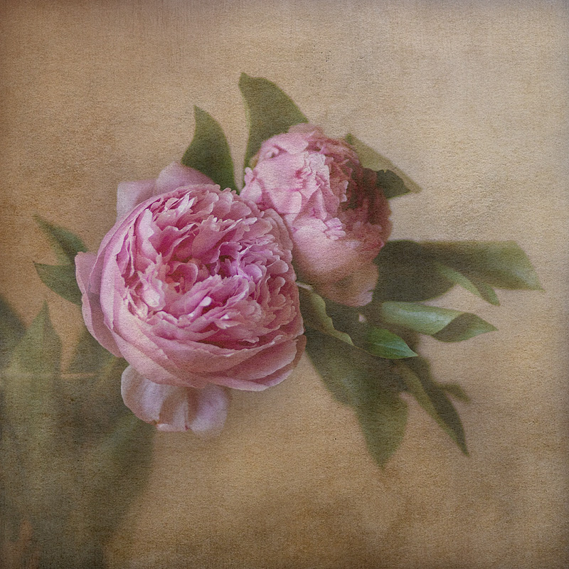 PEONIE-ART-GIUGNO-2013francesco ercolano.jpg