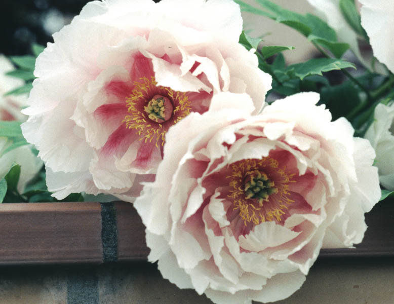 Peonie3 copia.jpg