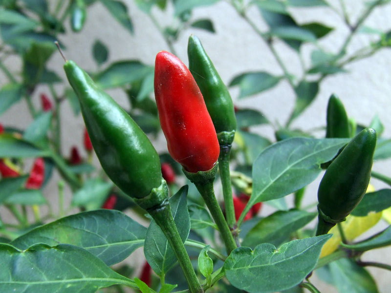 Peperoncini.jpg