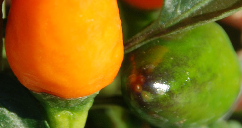 peperoncino100.jpg