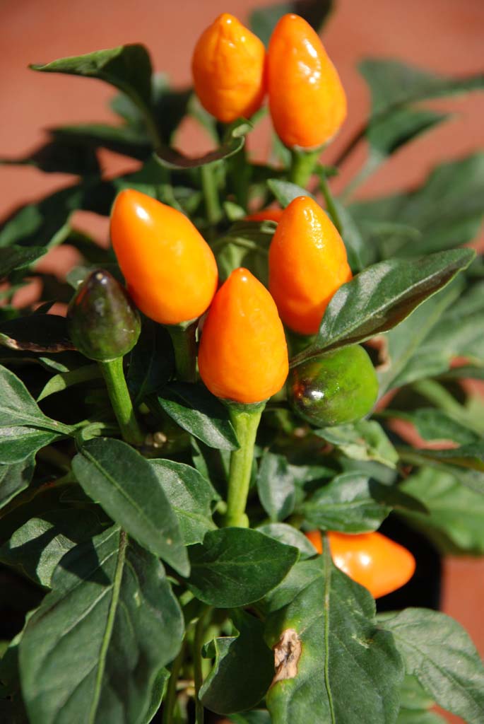 peperoncino.jpg