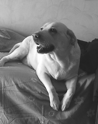 pepper.jpg