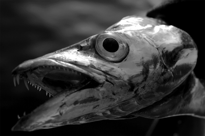 pesca-5a.jpg