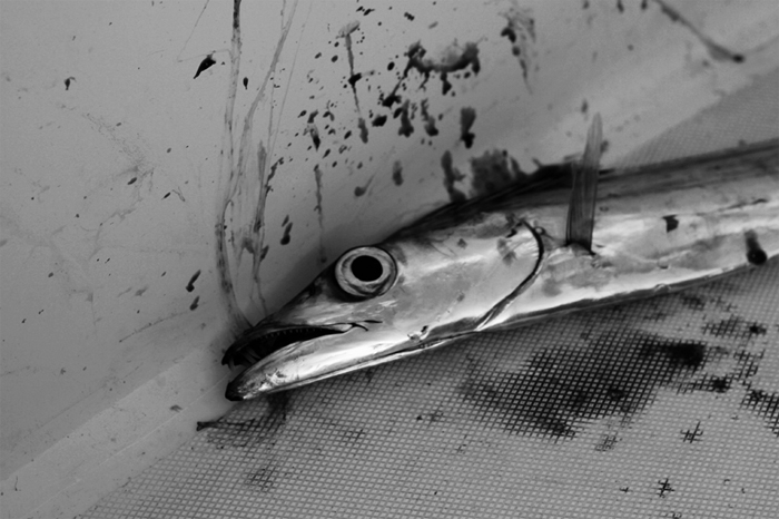 pesca-6a.jpg