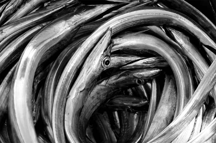 pesca-7.jpg