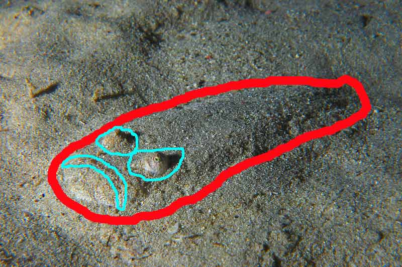 Pesce-prete-smascherato.jpg