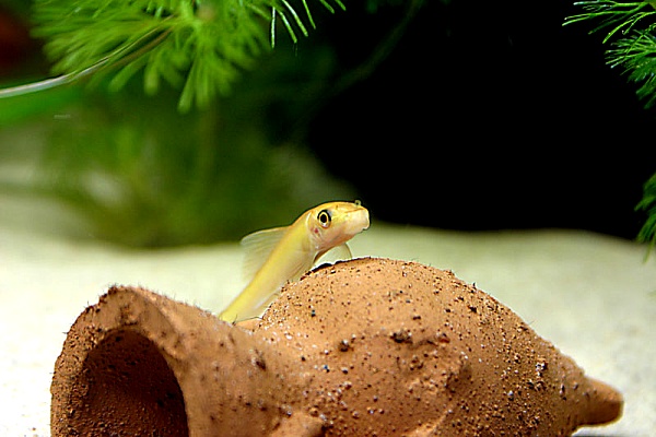 Pesce.jpg