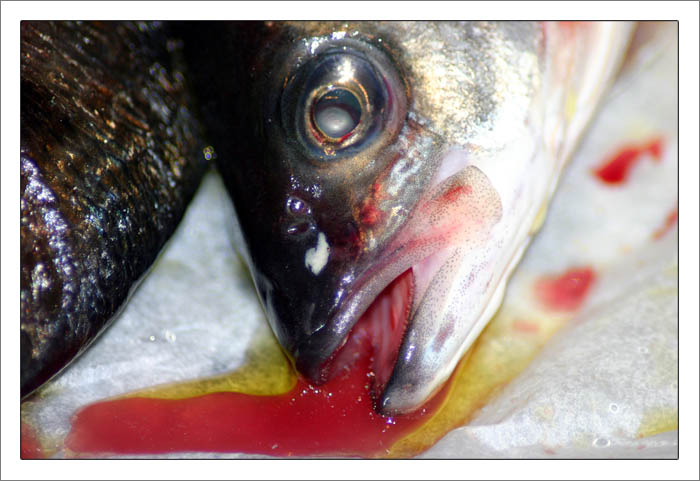 Pesce_Crudo.jpg
