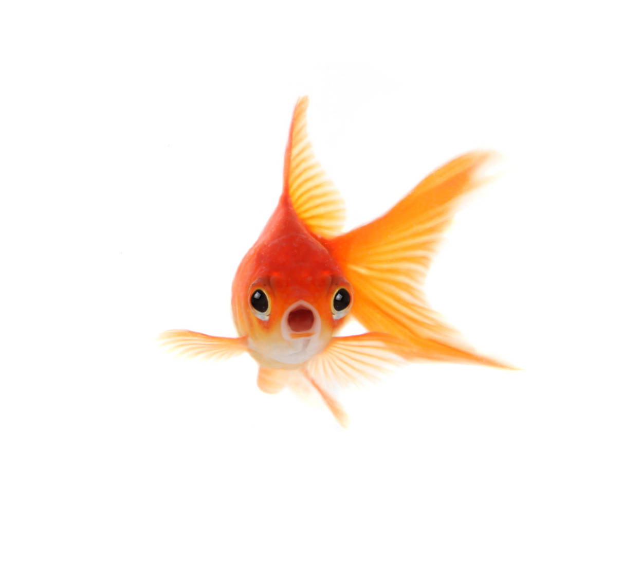 pesce rosso.jpg