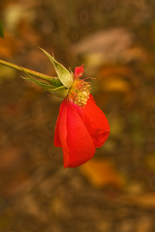 petali-c.jpg