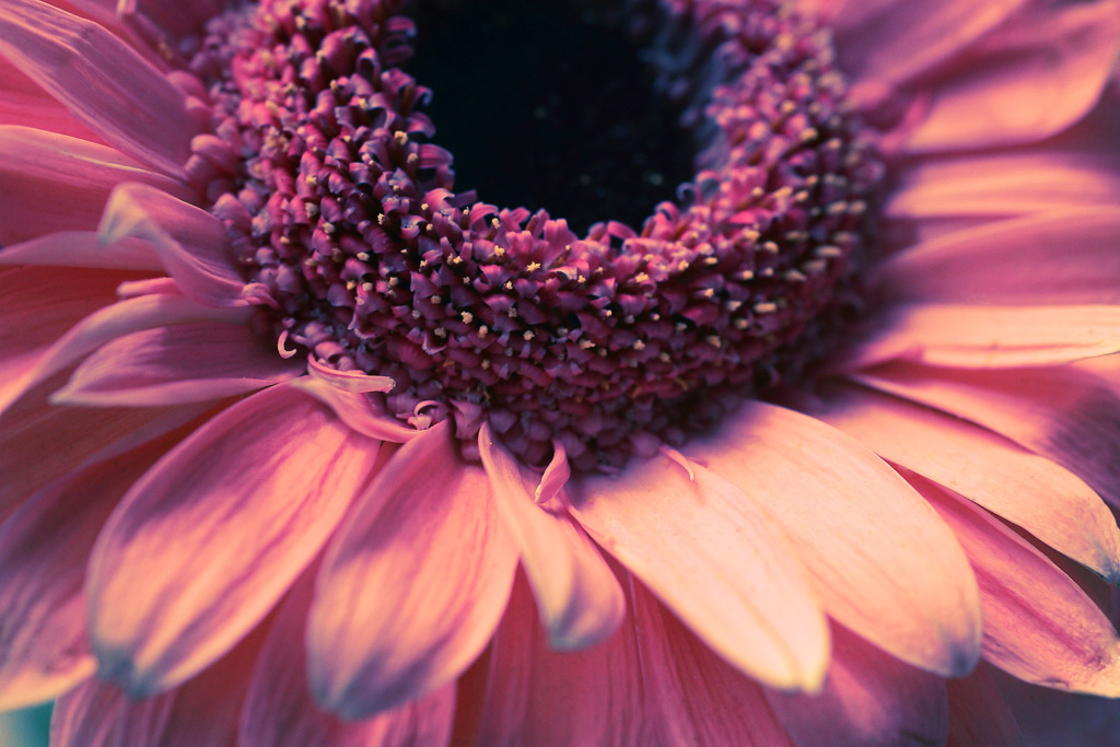 petali-rosa.jpg