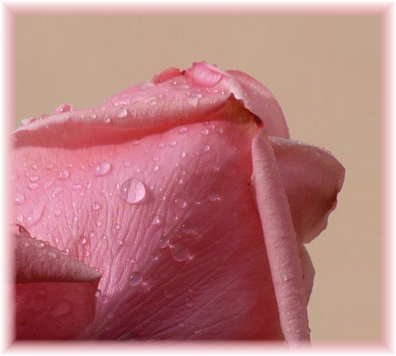 petali di rosa.jpg