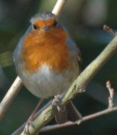 pettirosso1naturale.jpg