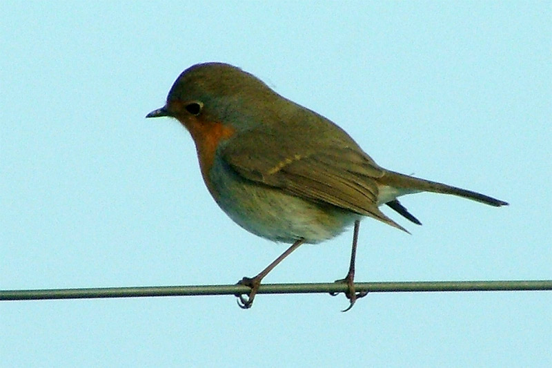 pettirosso.jpg