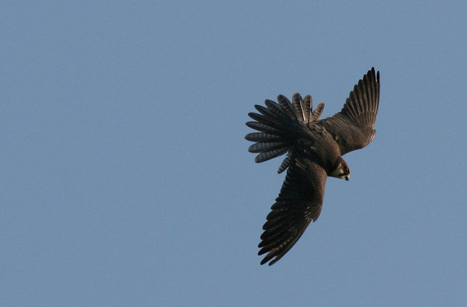 photo for.jpg