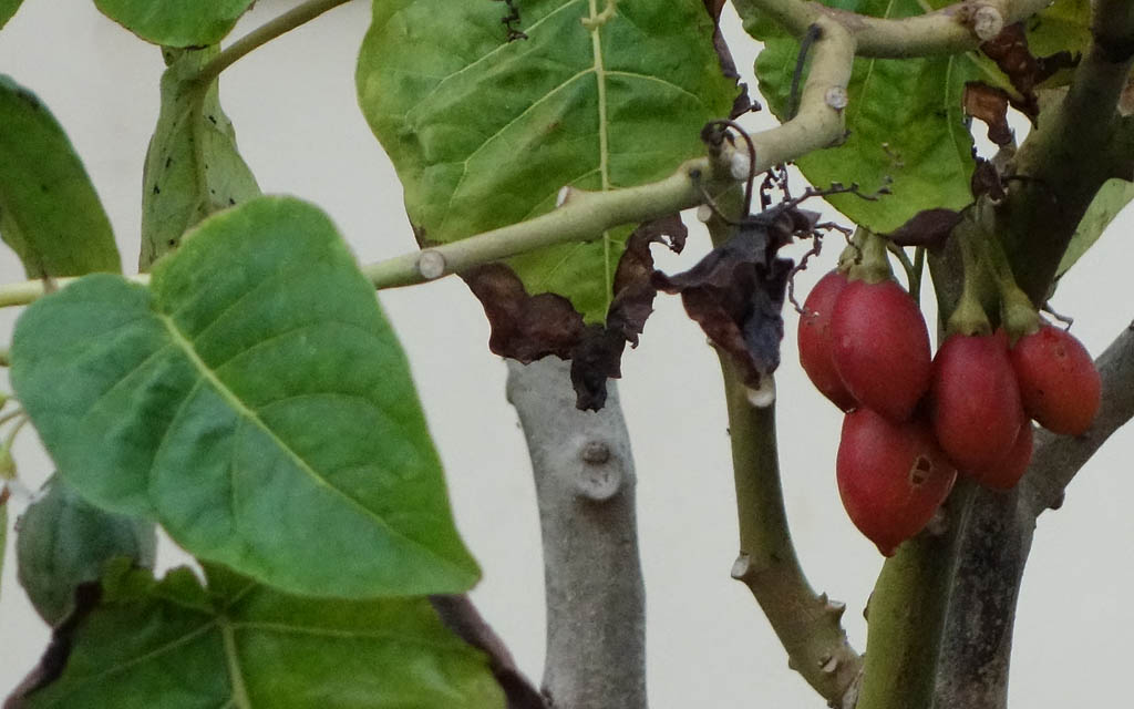 pianta1.jpg