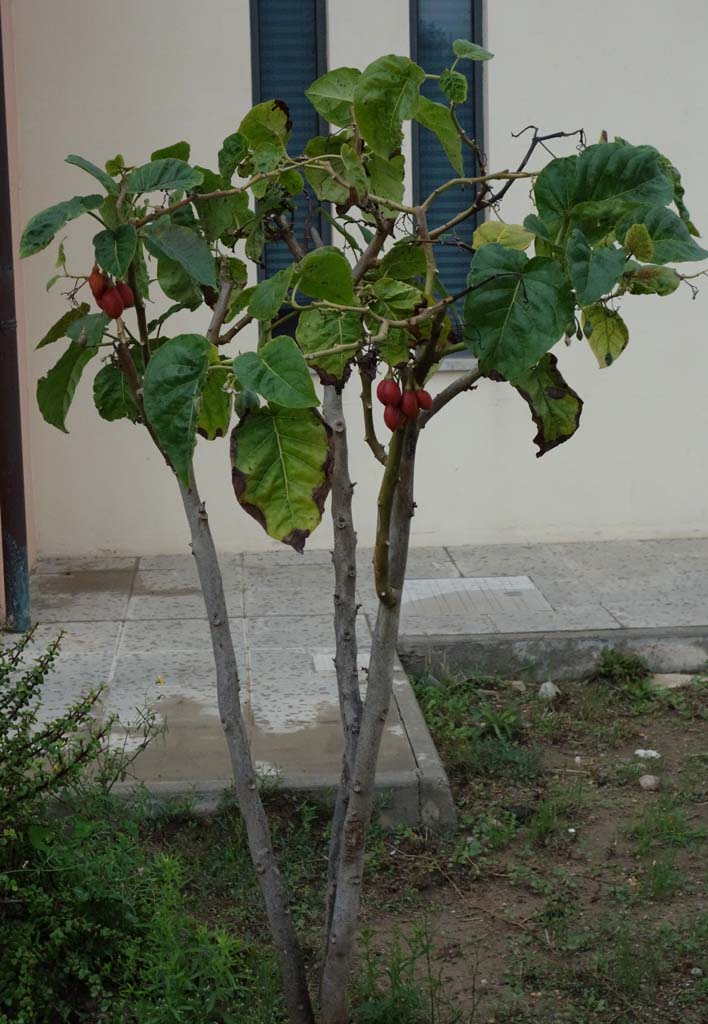 pianta.jpg