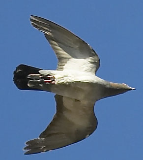 picc1.jpg