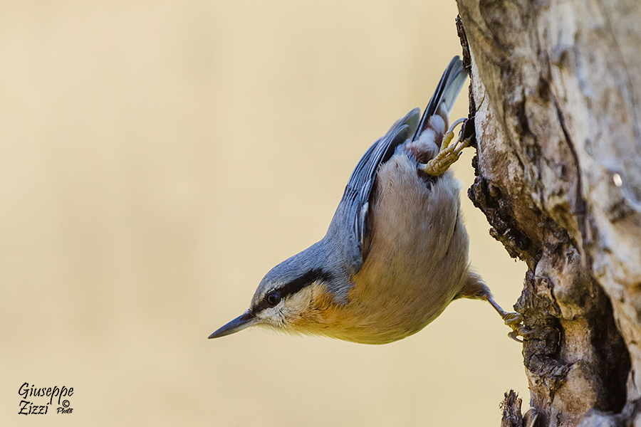 Picchio-muratore_DSC2209.jpg