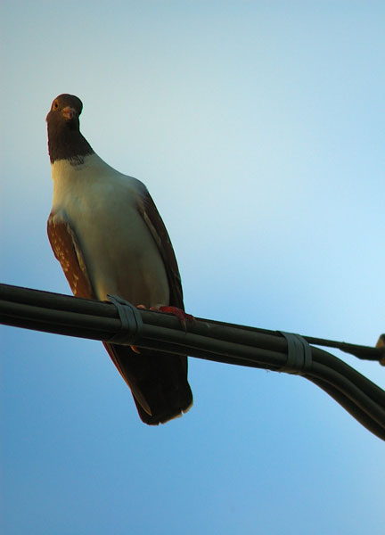 piccione-curioso_300_28.jpg