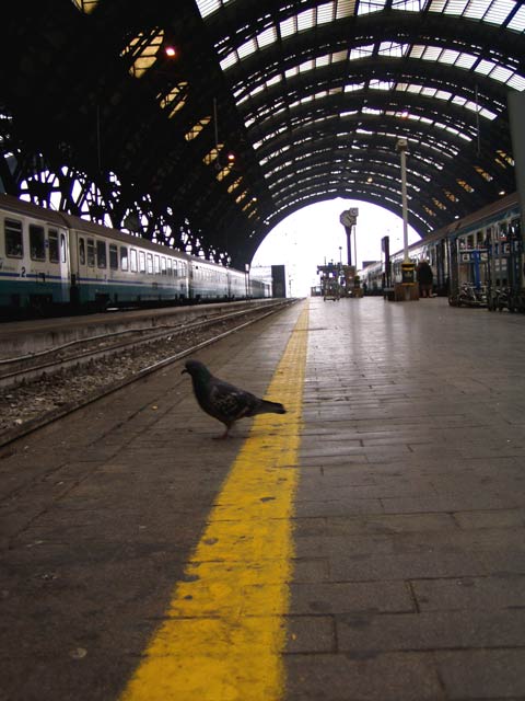 piccione2.jpg