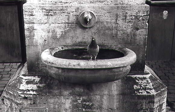 piccione2.jpg