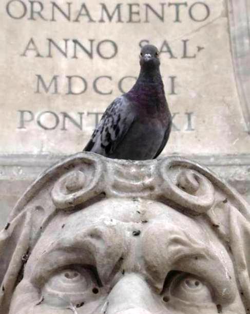 Piccione2.JPG