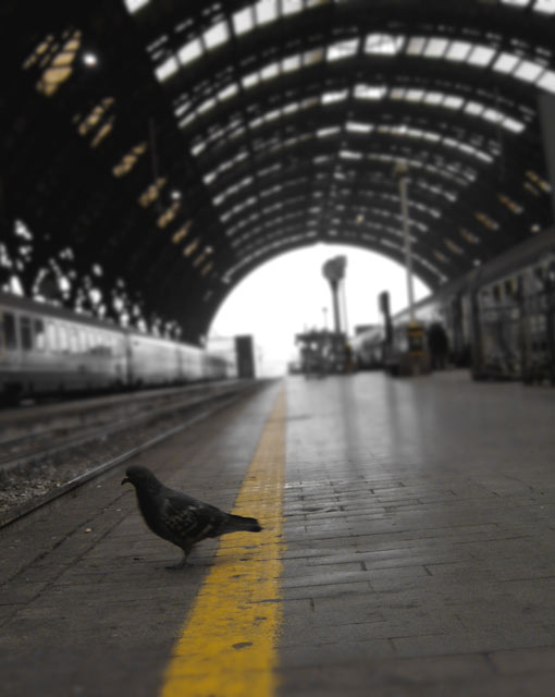 piccione3.jpg