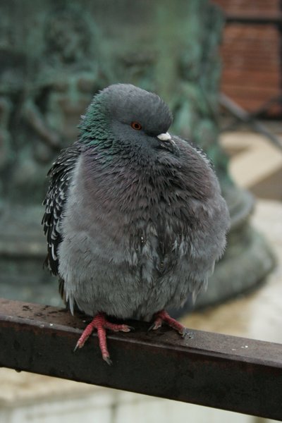 Piccione.jpg