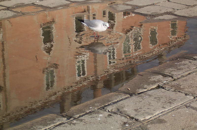 piccione.jpg