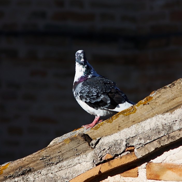 piccione.jpg
