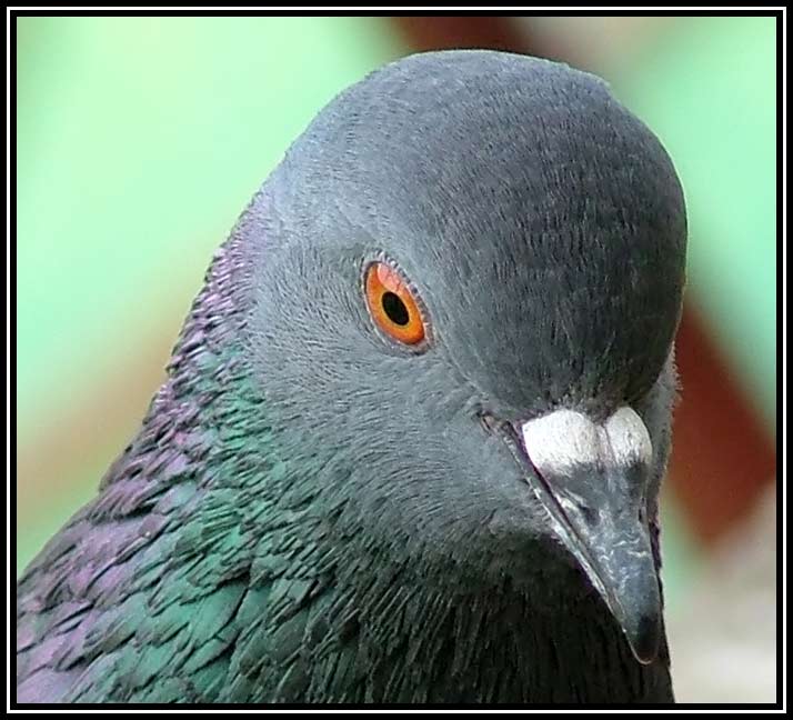 piccione_corniceBW.jpg
