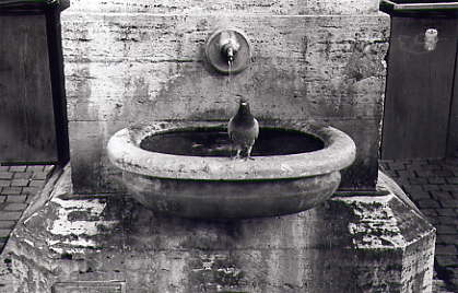 piccione pzz.s.Pietro.jpg